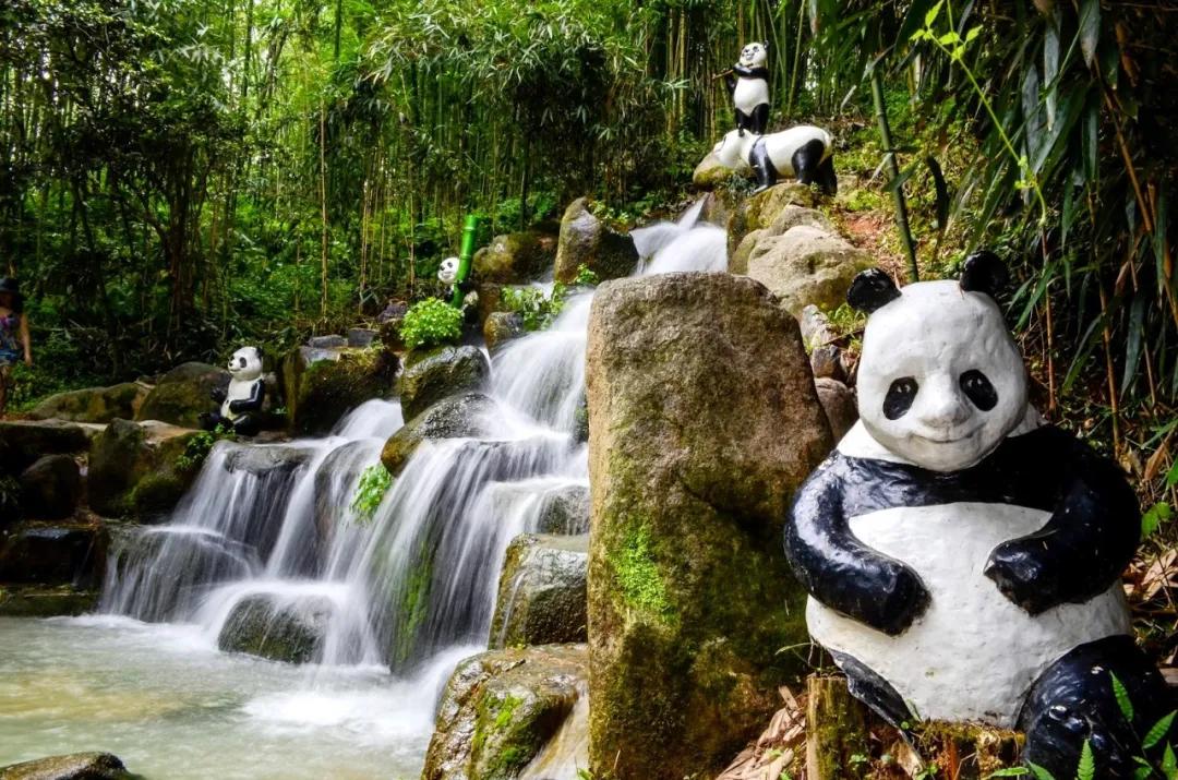 竹林被韩国申遗成功了吗,全球唯一申遗的古茶山