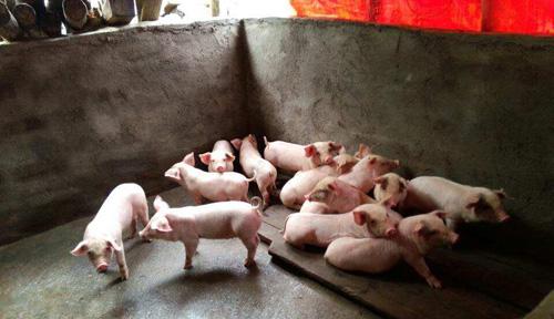 老猪场改造养猪要什么手续,招远市养猪政策