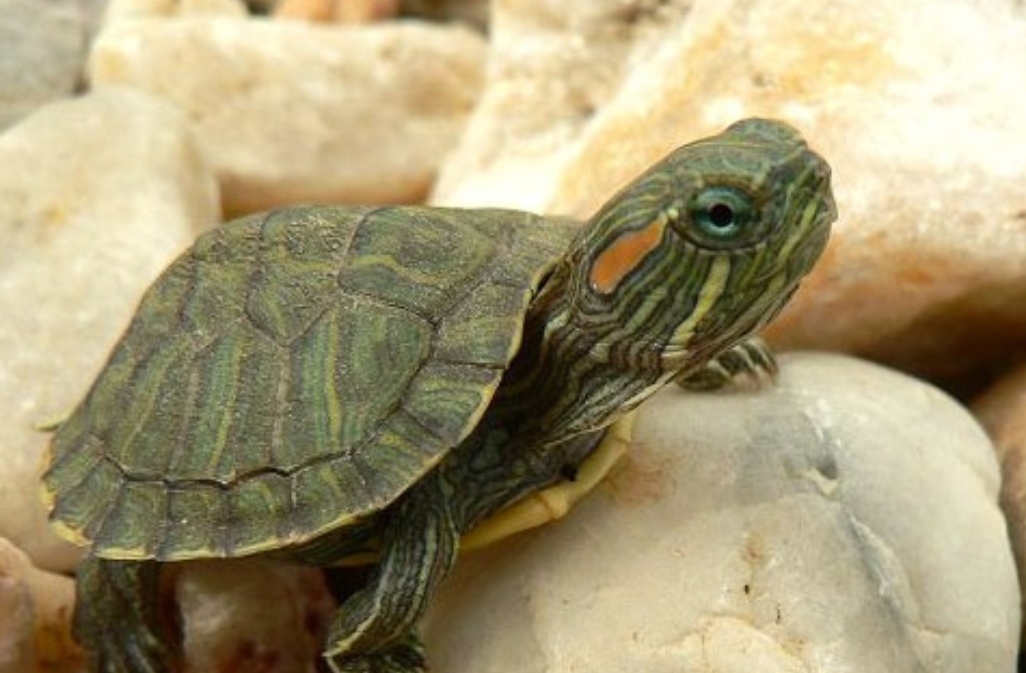 十种最危险的龟,最危险入侵物种巴西龟