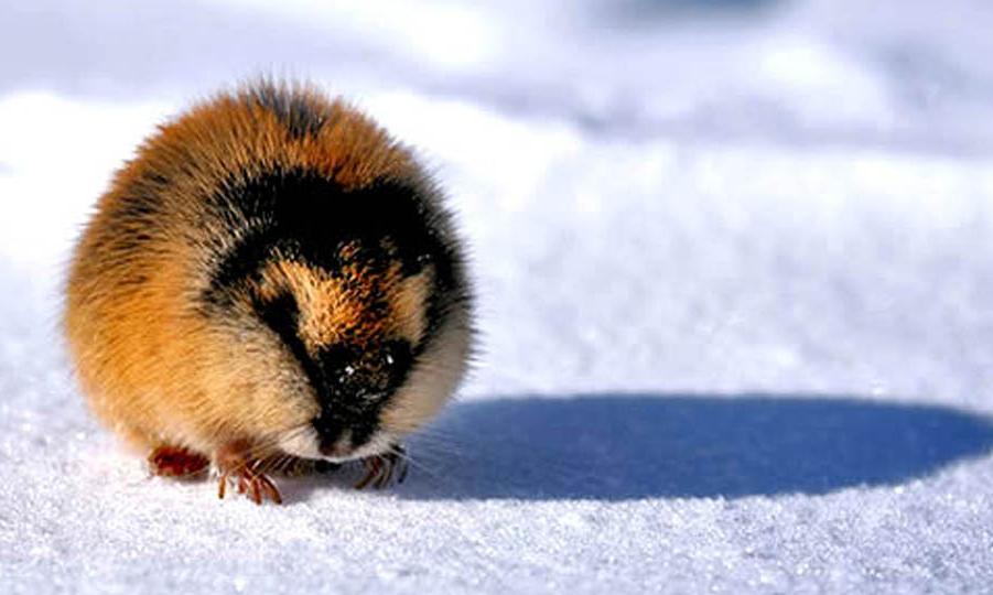 不狡（脚）猾（滑）的北极狐：家在寒地又怎样？我照样冬暖夏凉