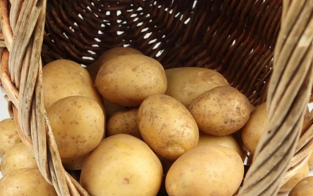 马铃薯种子腐烂的原因有哪些,马铃薯出苗后母薯腐烂正常吗