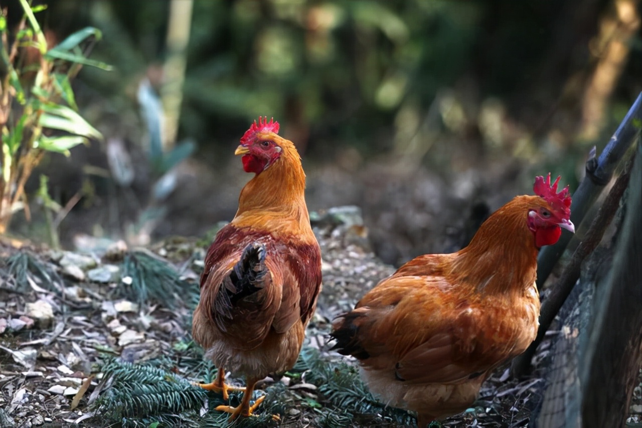 杀鸡时看到鸡皮有疙瘩怎么回事,杀鸡肚子里黄油留着还是扔了