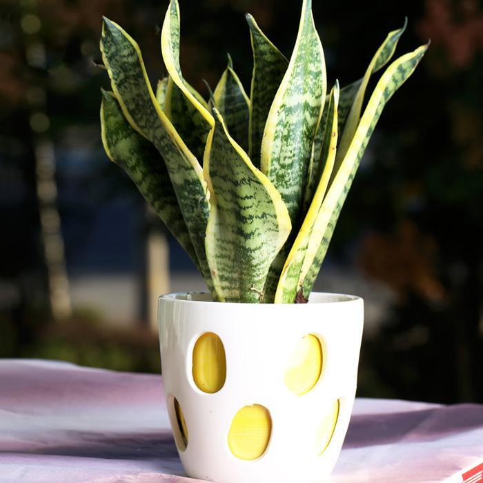 室内养净化空气效果最好的植物,卧室放什么植物净化空气效果最好