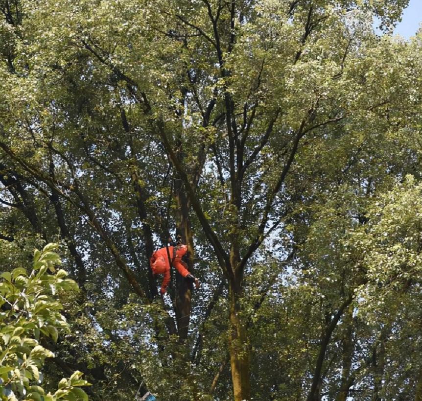 别人打马蜂后路人被攻击怎么办,打死马蜂会被其它马蜂报复吗