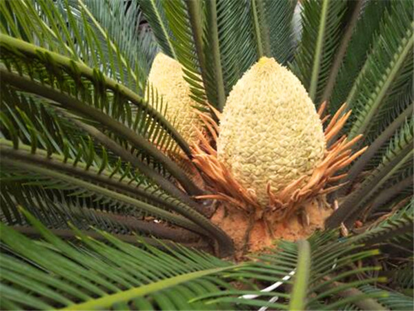 铁树的种植方法和技巧,家里放铁树是吉是凶铁树如何种植