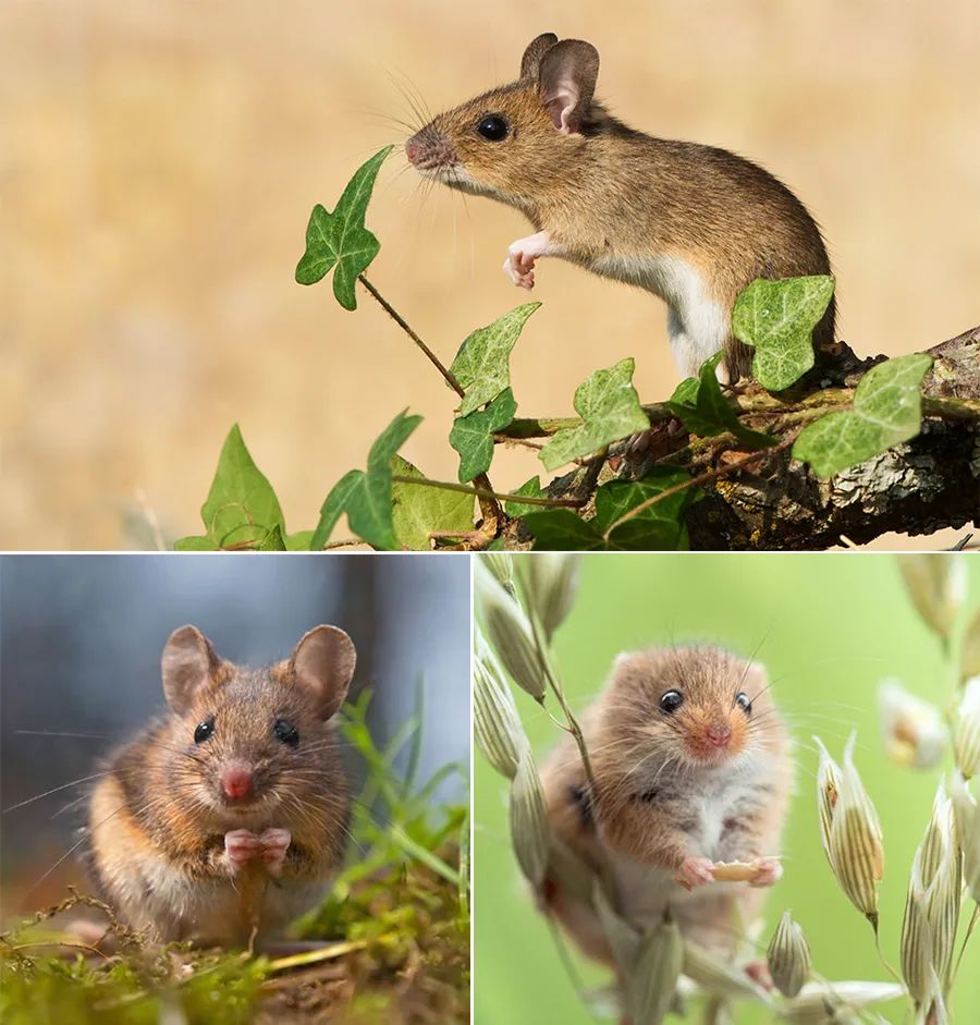 小老鼠儿童画全过程,幼儿画创意画小老鼠