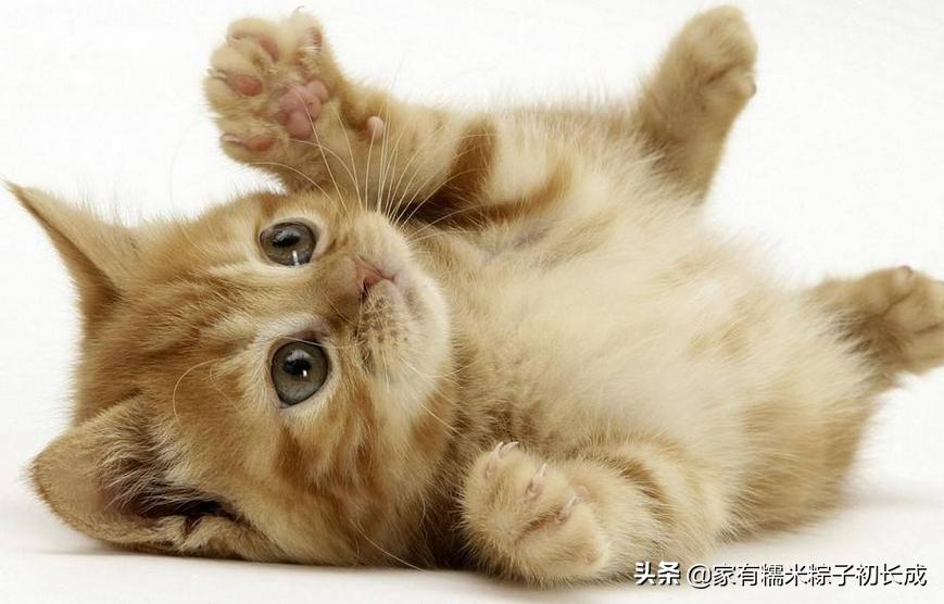 猫咪之间交流不会喵喵叫,猫咪是如何和别的猫说话的