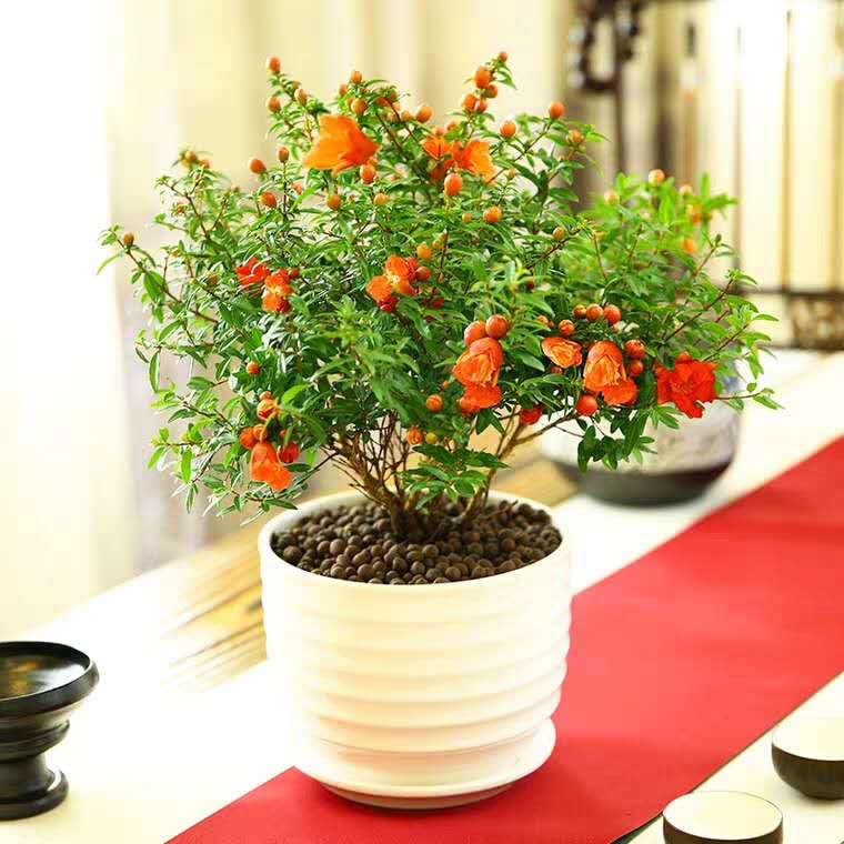 花卉有小虫子用什么方法驱虫,花卉虫子怎么消灭