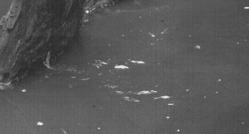 壁虎爬墙轻功,壁虎轻功水上漂的秘密是什么