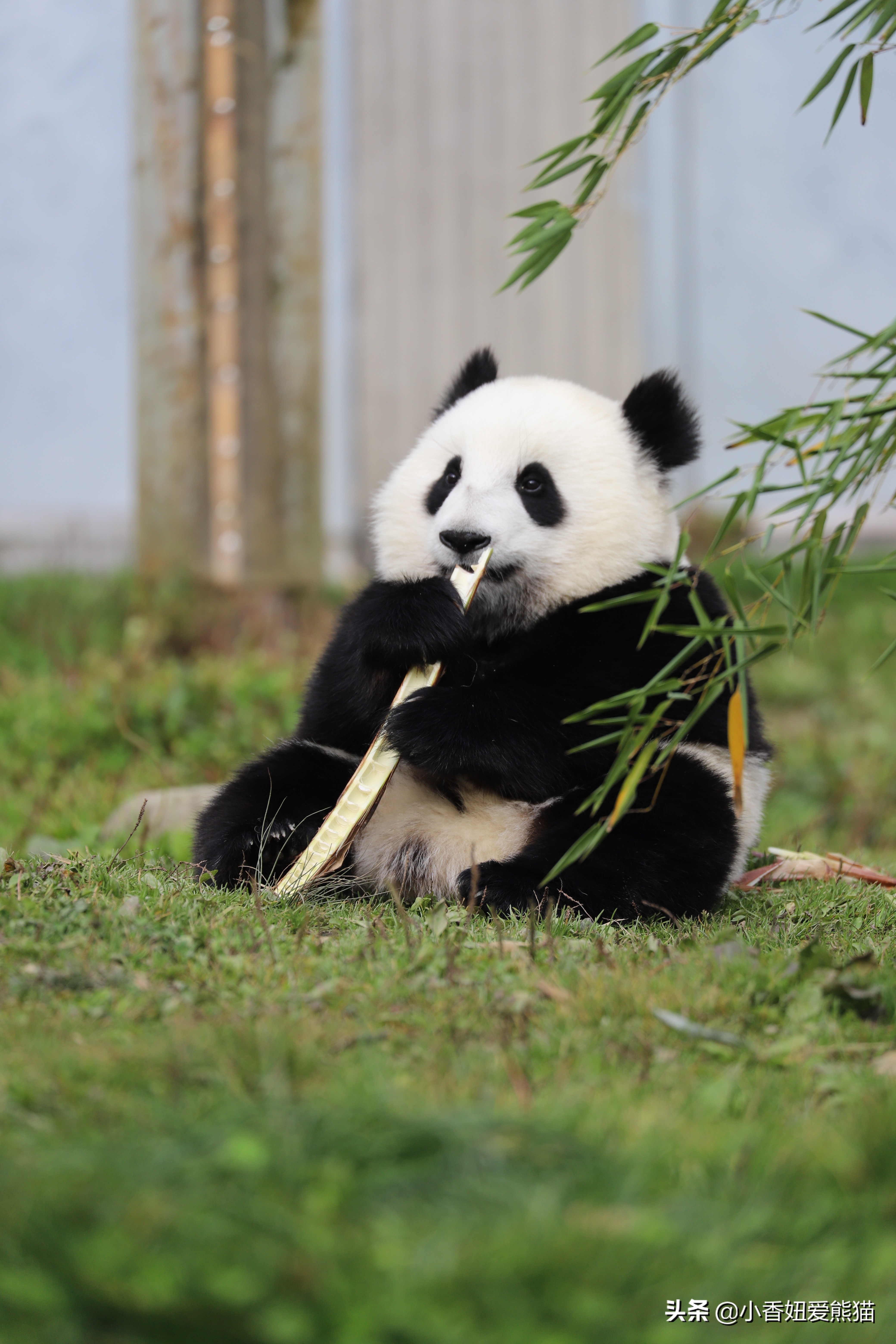 卧龙熊猫宝宝和宝力,卧龙熊猫基地熊猫宝宝
