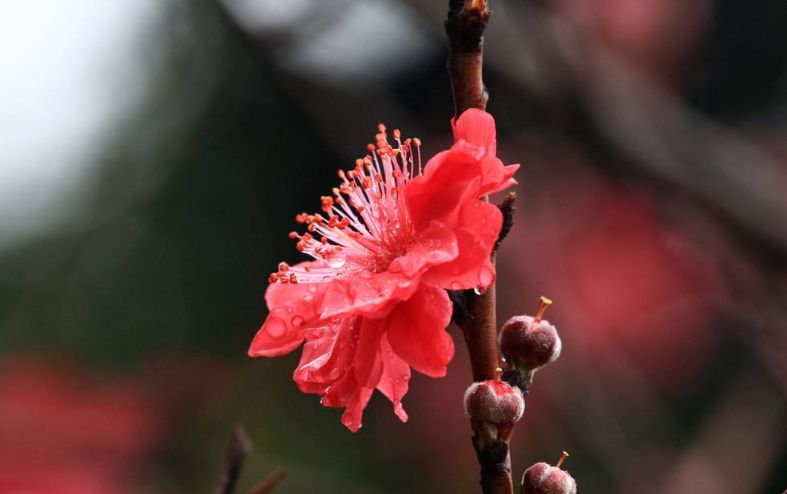 【诗词鉴赏】春风十里桃花灼灼我在诗词的世界里等你！