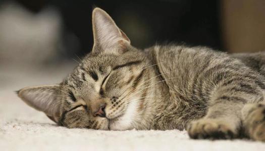 猫能活13年，你做好给猫咪养老的准备了吗？快收下这份养老手册