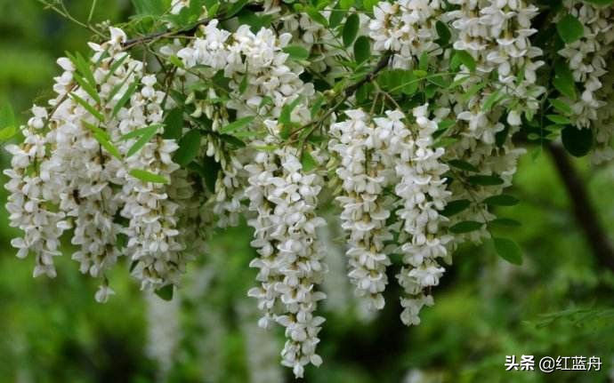 乡情散记：金城十里槐花香