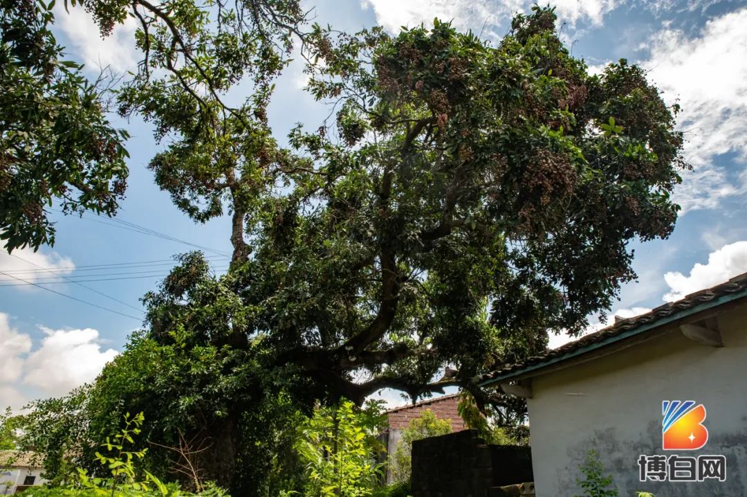 活久见！快成精了？博白发现明朝古树，至今600多年