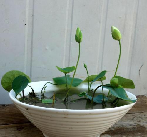 碗莲怎么养才能迅速开花,碗莲如何养殖能多开花