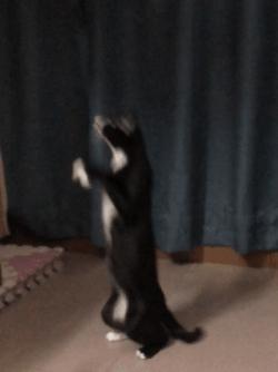 iphone自带相机修图技巧,苹果手机拍照修图技巧