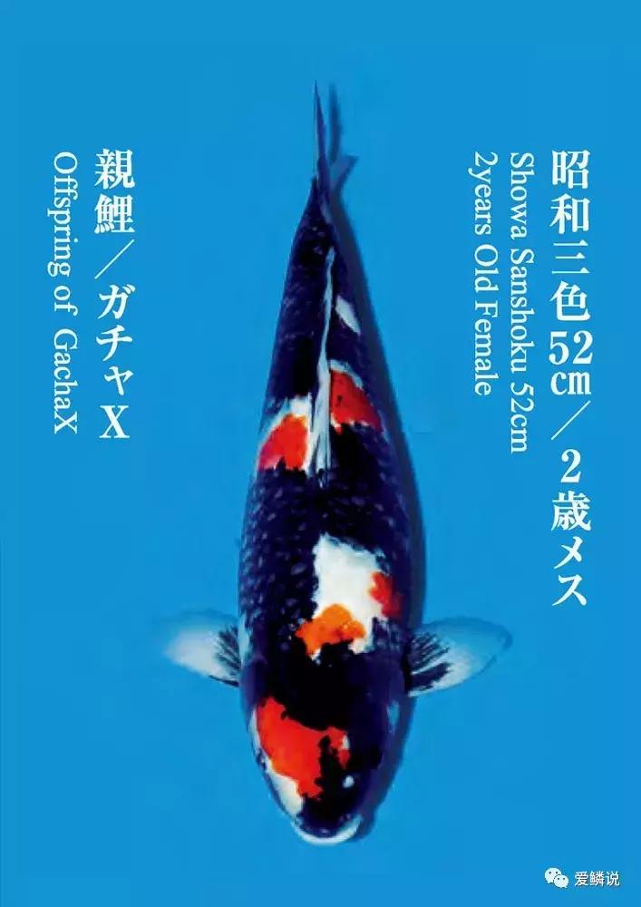 鲤界“老司机”的干货分享,少走弯路