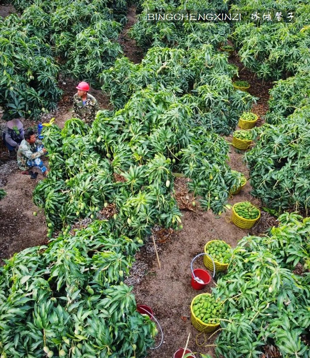 乐东九所海边康养基地,海南乐东九所景和家园