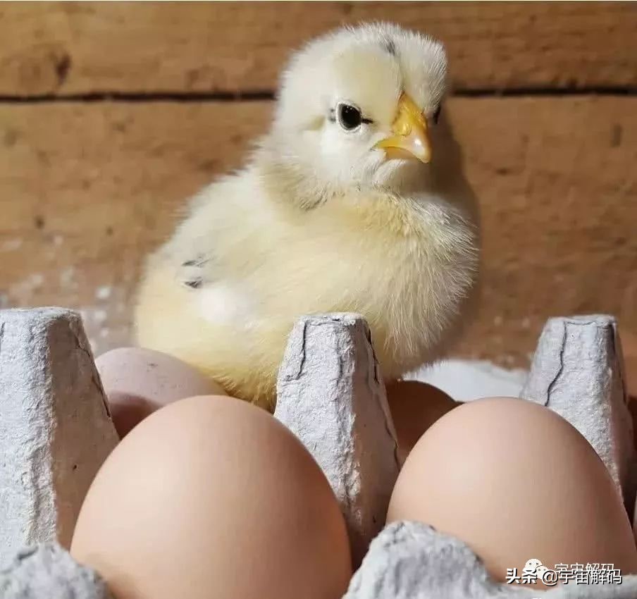 20张动物照片,宝宝萌照动物图片