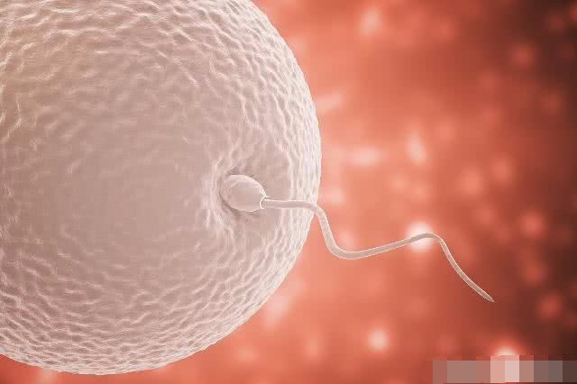 那些没受孕的“小蝌蚪”，最后都去了哪儿？看完后你会偷着笑！