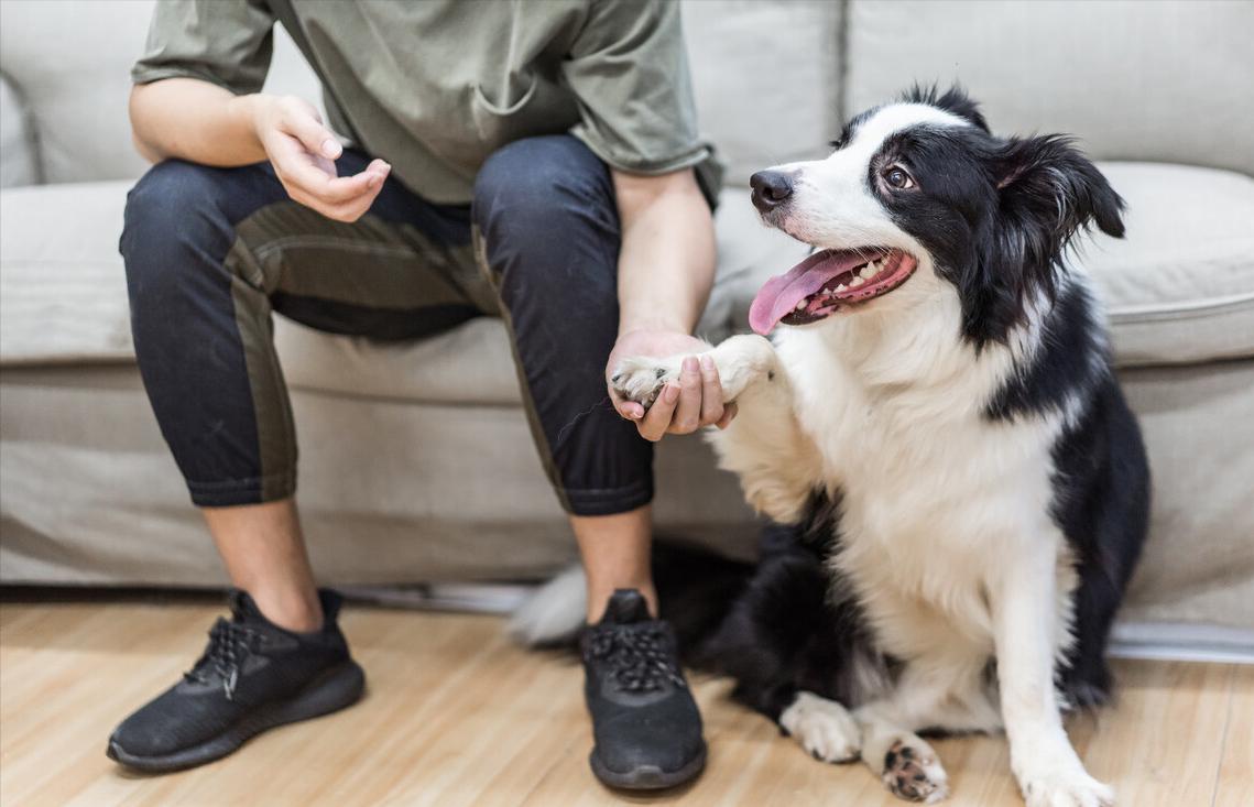 哪种狗最好养又不会生病,什么狗最聪明但很多人不愿意养