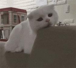 养猫猫推荐英短,新手第1次养猫还是养狗啊