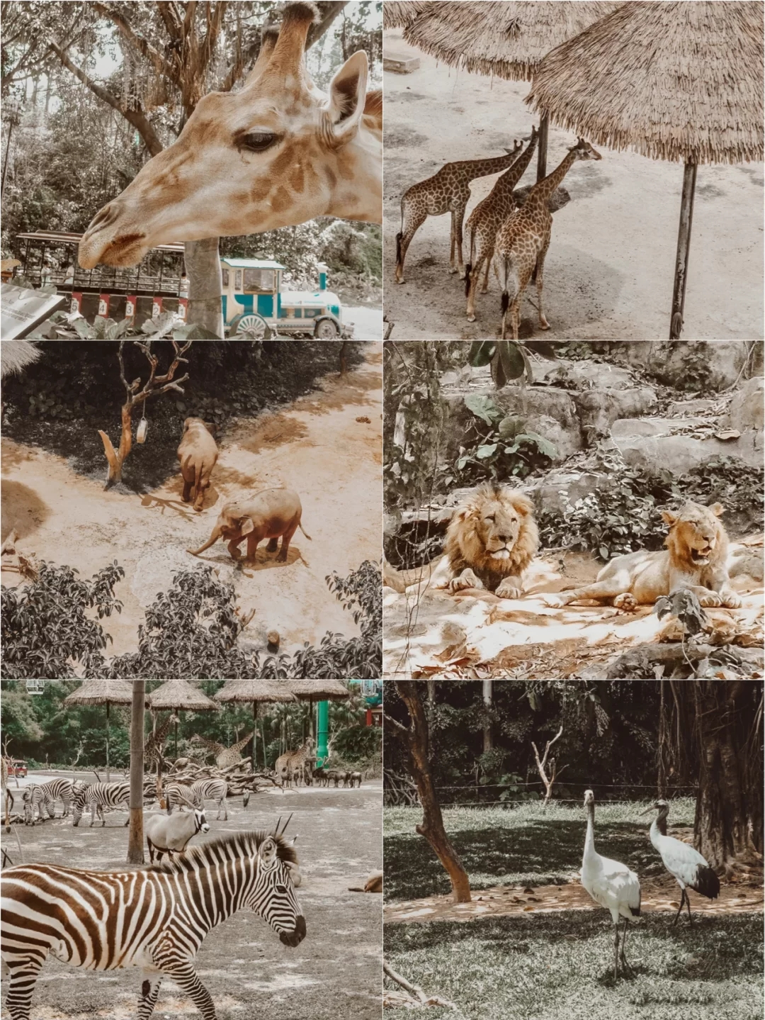 一月广州长隆野生动物园游玩攻略,广州长隆野生动物园半日游玩攻略