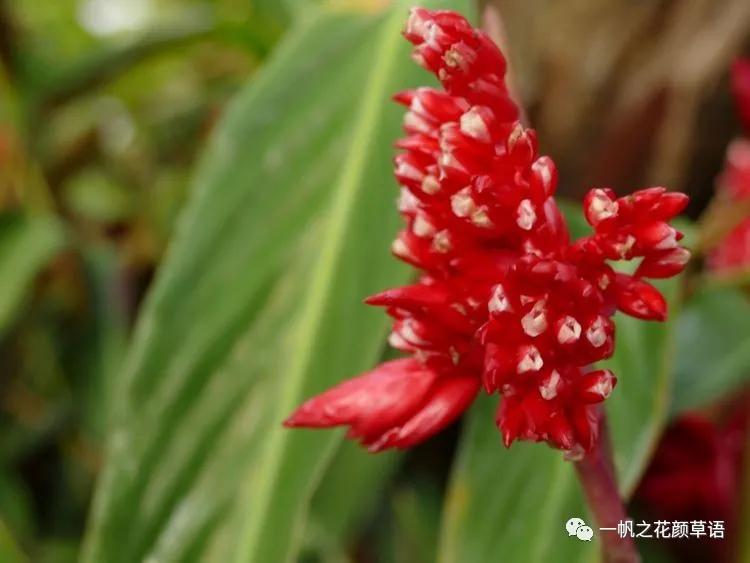紫背竹芋卧花竹芋,紫背竹芋图片和名称