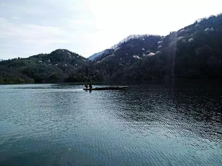 六安霍山蝙蝠洞茶叶,安徽六安蝙蝠洞瓜片