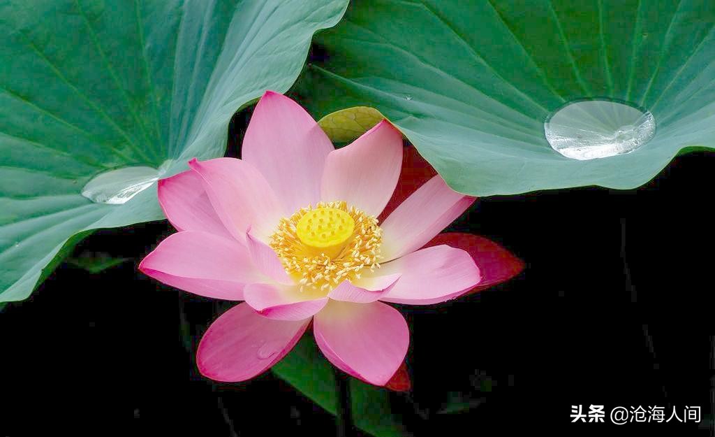 写荷花的诗词有多少,禅意荷花的诗词