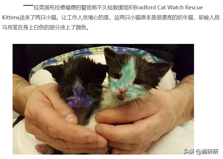 猫咪手脏怎么清洗,如何洗猫咪粘毛的物品