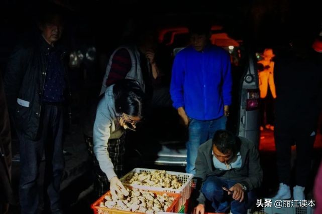 疯狂的松茸,疯狂的野生菌