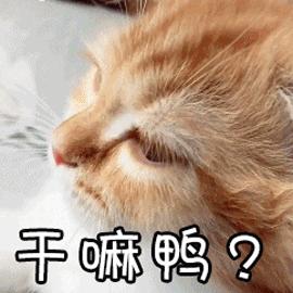 长得很潦草的一只猫,一只猫能有多潦草