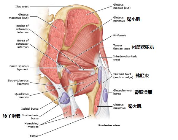 小时候青霉素打多了会影响智商吗,小时候打青霉素针导致的腿变形