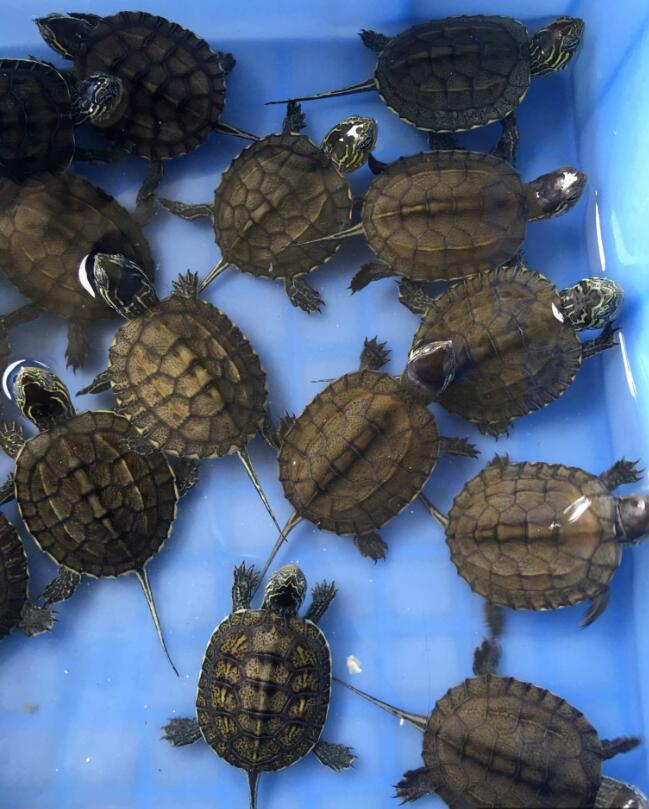 养龟可以放盐吗,用高锰酸钾给龟龟消毒的比例