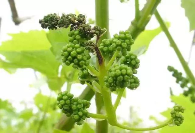 葡萄膨果期发生灰霉病,葡萄灰霉病对照图