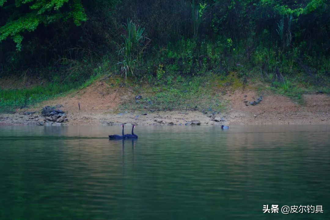 贝克力路亚大师赛总决赛视频,贝克力路亚大师赛2019排名