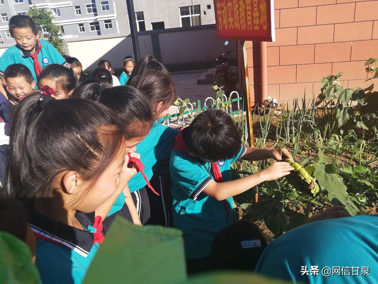 延安甘泉：播种绿色希望，收获金色成长——记甘泉县第三小学综合实践活动