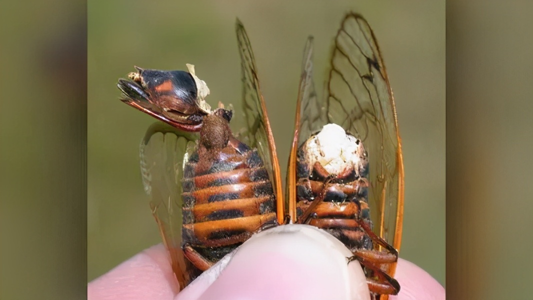 被真菌操控的“僵尸蝉”,腹腔被吃光仍热衷求偶,误食会被感染吗