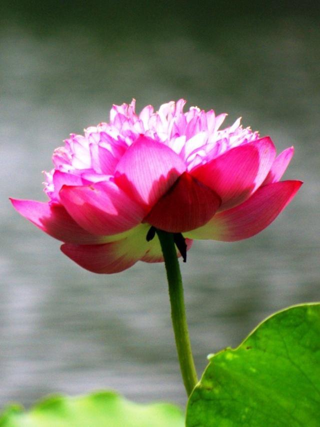 心灵鸡汤经典语录感悟人生正能量,2018感悟人生的说说心灵鸡汤语录