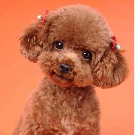 贵宾犬详解及日常养护,饲养贵宾犬的优点与缺点