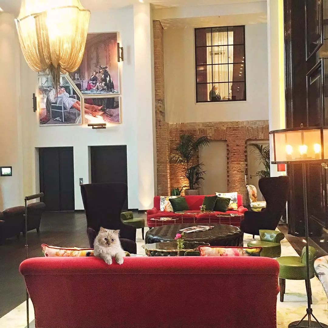 21亿遗产的猫现在怎么样了,失踪多年的猫终于回来了