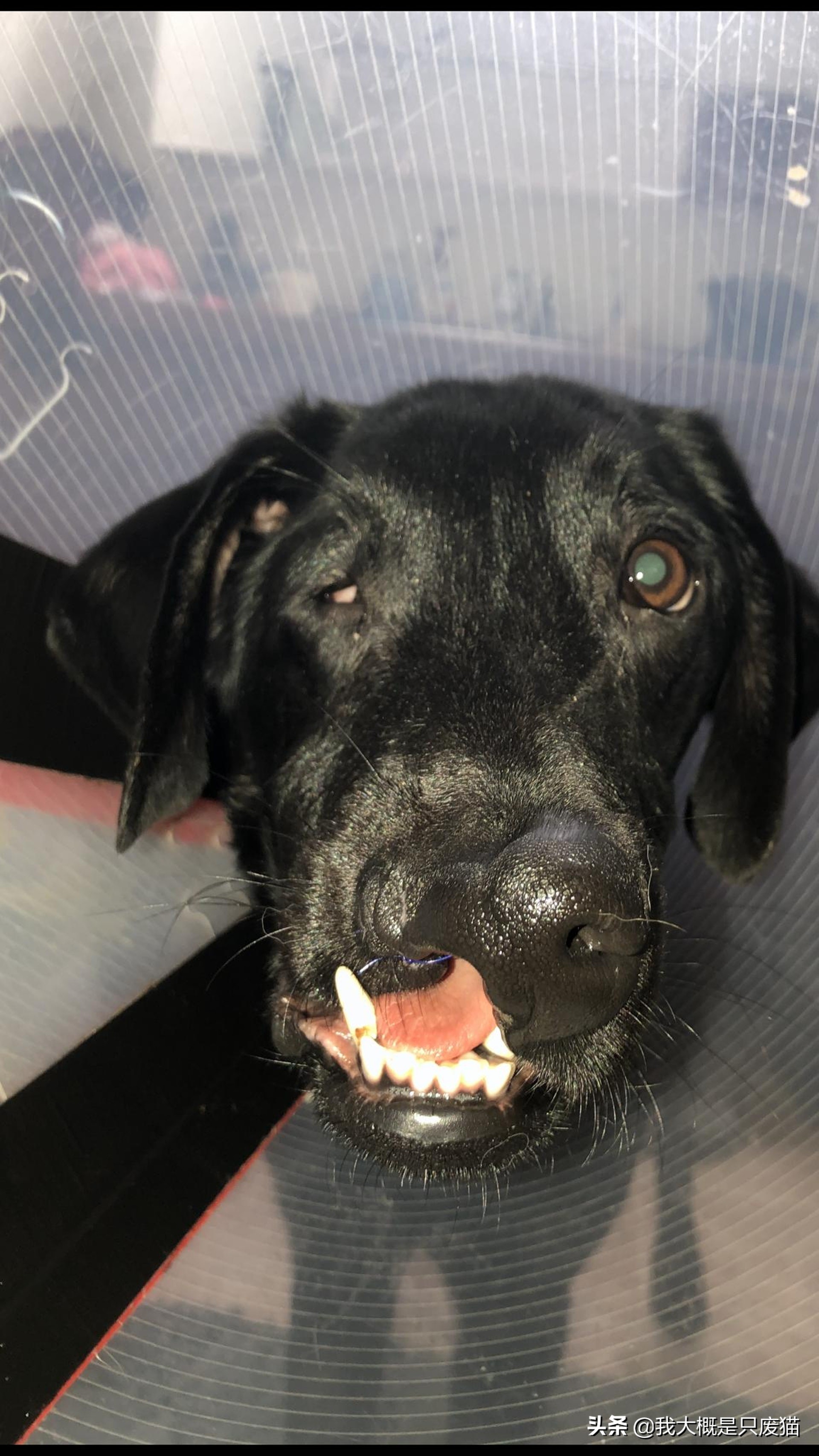 拉布拉多做手术图片,拉布拉多嘴巴手术