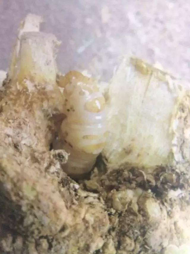 柑橘爆皮虫应该如何防治,柑橘爆皮虫的防治最佳时期