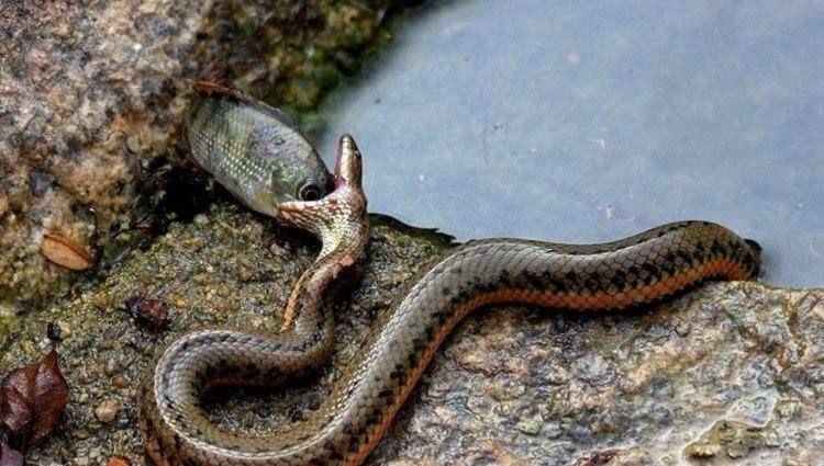 养殖水蛇技术视频,人工养殖水蛇