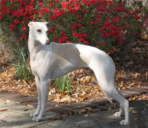 中华神犬和哮天犬的区别,当年的中华神犬为什么不养哮天犬