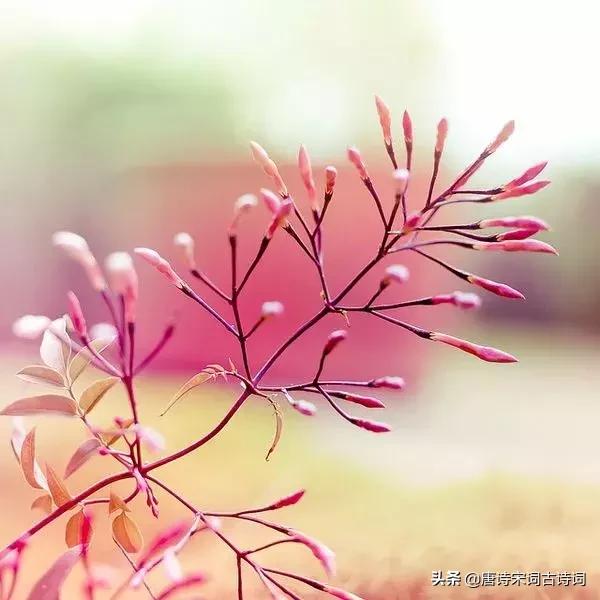 苏轼关于春天10首经典诗词,苏轼写景物的句子4句