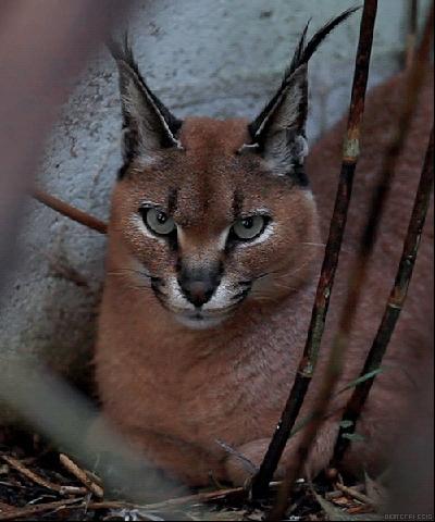 猫咪猜杯子游戏第三关 (猫咪口杯猜球游戏)