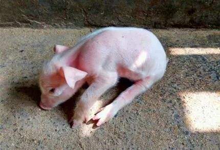 猪吃食物呕吐是什么原因,猪吃料后呕吐怎么办