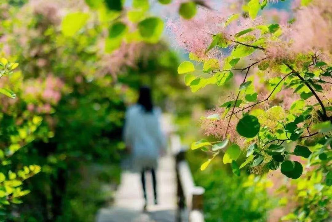 二十四节气立夏ppt课件免费,二十四节气立夏视频